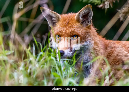 Alert Fox (Canidae Vulpini ) Berkshire UK Stock Photo