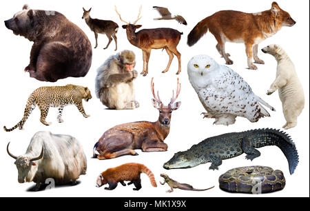 collection of different birds, mammals and reptiles from asia isolated on white background Stock Photo