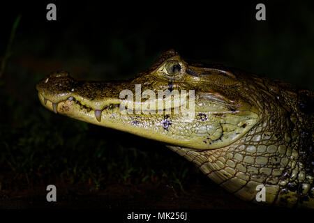 Spectacled caiman - Caiman crocodilus, common crocodile from New World, Costa Rica. Stock Photo