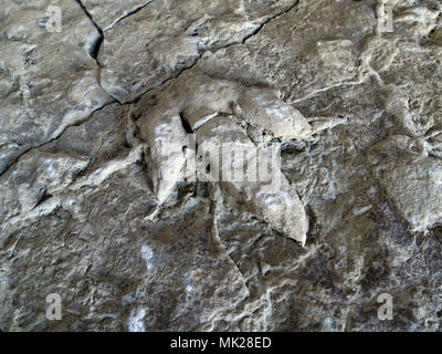 Fossilised adult & young ornithopod dinosaur footprints found in rock slab on Skye and now in Staffin Dinosaur museum, Isle of Skye, Scotland, UK Stock Photo