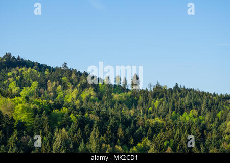 Germany, amazing springtime black forest nature landscape of different green trees Stock Photo