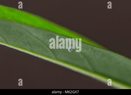 Monarch butterfly Danaus Plexippus - Empty egg shell after the caterpillar hatched - on the underside of a milkweed leaf. Stock Photo