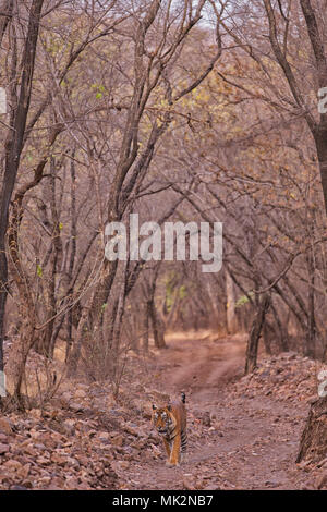 Tiger walking on forest track in Ranthambore Stock Photo