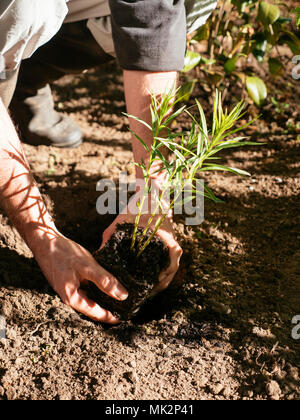 Gardener planting Hubricht's bluestar (Amsonia hubrichtii) in a herbaceous border Stock Photo