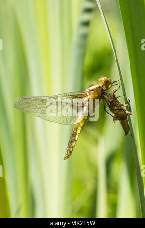 19 of 22. Adult Broad-bodied chaser dragonfly emerging from larval case. complete sequence. exuvia, exoskeleton, Libellula depressa, May, Sussex UK. Stock Photo