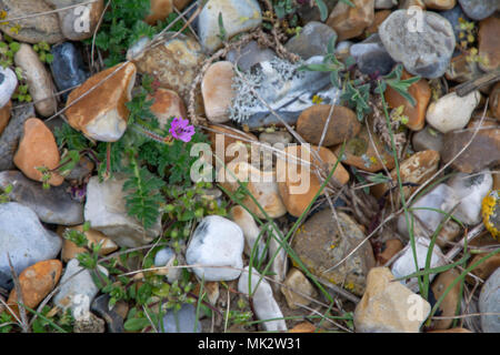 Common storksbill among pebbles on a beach in East Anglia, England, UK. Stock Photo