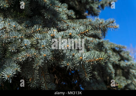 branches of blue fir in spring on a sunny day against the blue sky Stock Photo
