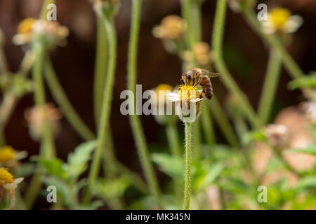 Asuncion, Paraguay. 6th May, 2018. A honey bee (Apis mellifera) feeds the nectar of tridax daisy or coatbuttons (Tridax procumbens) blooming flowers during partly sunny afternoon with temperature high around 30°C in Asuncion, Paraguay. Tridax daisy is native to the tropical Americas and can be found in fields in areas with tropical or semi-tropical climate. Credit: Andre M. Chang/ARDUOPRESS/Alamy Live News Stock Photo