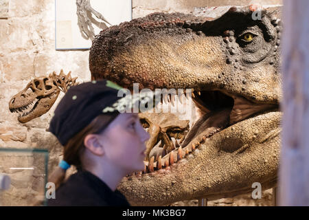 Schleusingen, Deutschland. 06th May, 2018. dpatopbilder - 06.05.2018, Thuringen, Schleusingen: The life-sized head of a Tyrannosaurus rex can be seen in the exhibition 'Living and petrified dinosaurs' in the Museum Schloss Bertholdsburg. Until 28.10.2018 about 300 dinosaur fossils and models will be shown. Credit: Arifoto Ug/Michael Reichel/dpa central image/ZB | usage worldwide/dpa/Alamy Live News Stock Photo