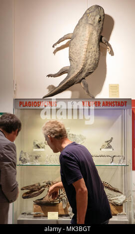 Schleusingen, Deutschland. 06th May, 2018. 06.05.2018, Thuringen, Schleusingen: Exhibits of Plagiosurus from the Keuper of Arnstadt can be seen in the exhibition 'Living and petrified dinosaurs' in the Museum Schloss Bertholdsburg. Until 28.10.2018 about 300 dinosaur fossils and models will be shown. Credit: Arifoto Ug/Michael Reichel/dpa central image/ZB | usage worldwide/dpa/Alamy Live News Stock Photo