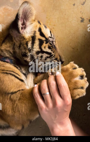 Baby bengal tiger Stock Photo