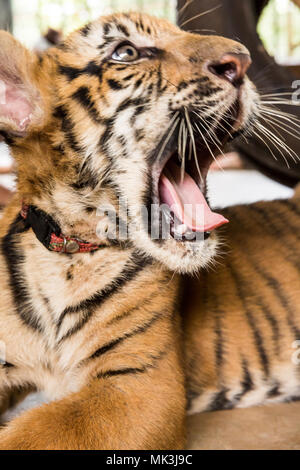 Baby bengal tiger Stock Photo