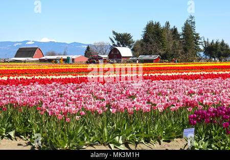 Tulips growing in a field during the Skagit Valley Tulip Festival in Mount Vernon, WA, USA at Tulip Town. Stock Photo