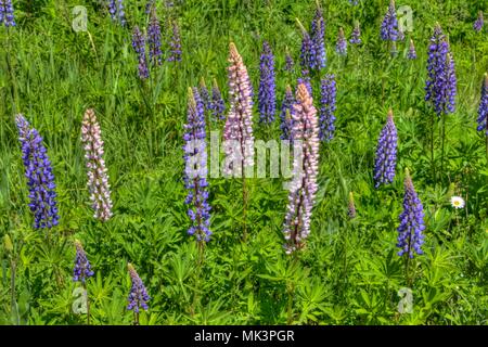 Lupines blooming in Northern Minnesota during June Stock Photo