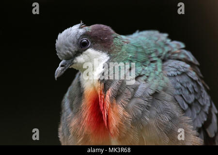 A close-up of a Luzon Bleeding-Heart Dove (Gallicolumba luzonica). Stock Photo