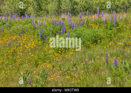 Lupines blooming in Northern Minnesota during June Stock Photo