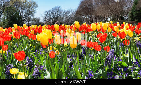 Vivid color of Springtime tulips in texas. Stock Photo