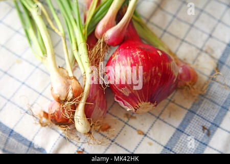 Assorted spring onions with a mature red onion on a dish cloth Stock Photo