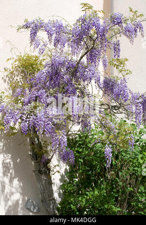Wisteria sinensis flowers. Stock Photo