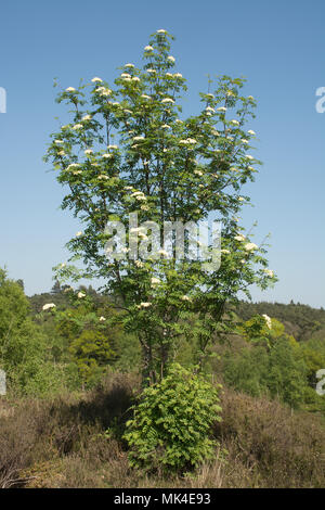 Rowan tree , also called mountain ash (Sorbus aucuparia) in flower on Crooksbury Common, Surrey, UK Stock Photo