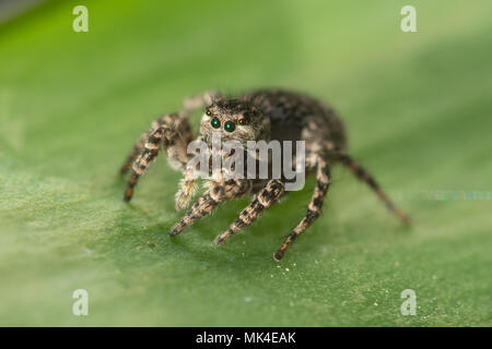 Macro of a jumping spider (female Aelurillus v-insignitus) on a green leaf in Surrey, UK Stock Photo