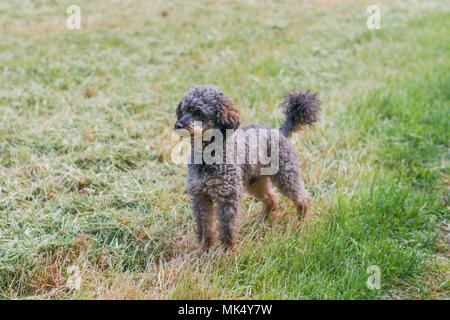 Adorable fluffy Sable Poodle Dog Stock Photo