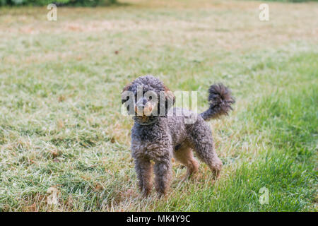 Adorable fluffy Sable Poodle Dog Stock Photo