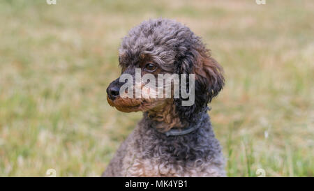 Adorable fluffy Sable Poodle Dog Stock Photo