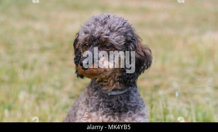 Adorable fluffy Sable Poodle Dog Stock Photo