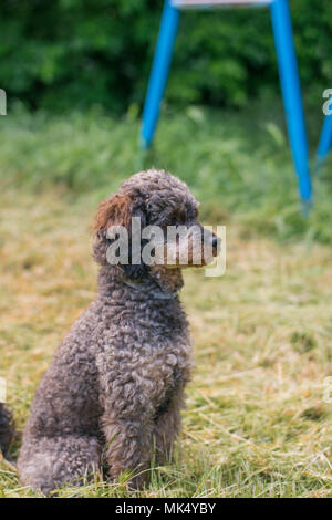 Adorable fluffy Sable Poodle Dog Stock Photo