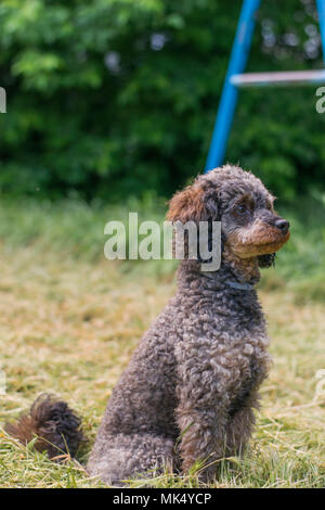 Adorable fluffy Sable Poodle Dog Stock Photo