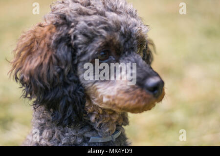 Adorable fluffy Sable Poodle Dog Stock Photo