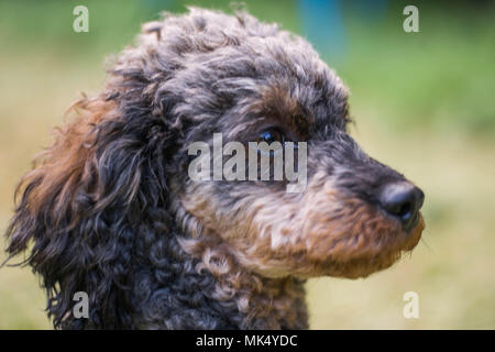 Adorable fluffy Sable Poodle Dog Stock Photo