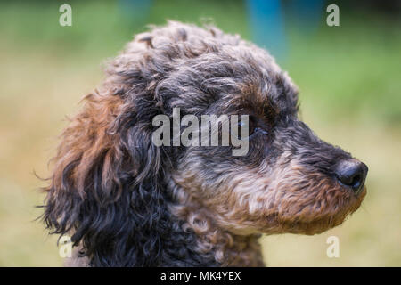 Adorable fluffy Sable Poodle Dog Stock Photo