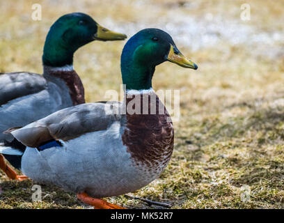 Male Mallard Duck Stock Photo