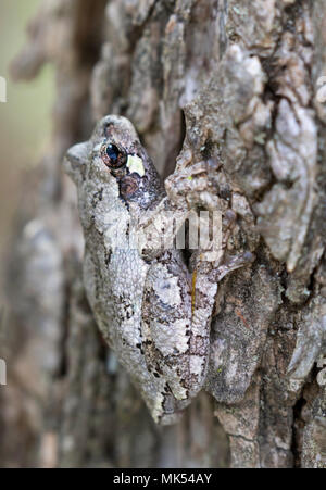 Gray treefrog (Hyla versicolor) camouflaging on the bark of elm tree, Iowa, USA. Stock Photo
