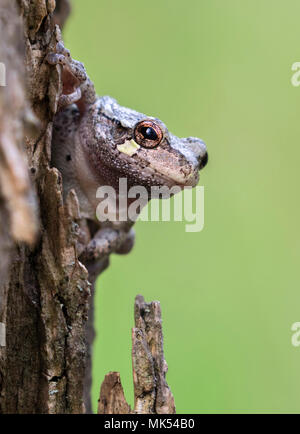Gray treefrog (Dryophytes [Hyla] versicolor) looking out from a tree, Iowa, USA. Stock Photo