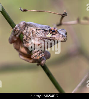 Gray treefrog (Dryophytes [Hyla] versicolor) on a tree branch, Iowa ...