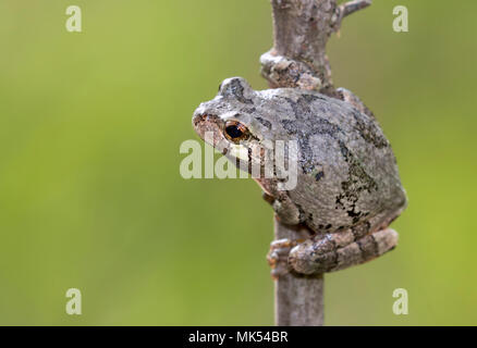 Gray treefrog (Dryophytes [Hyla] versicolor) on a tree branch, Iowa, USA. Stock Photo
