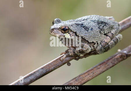 Gray treefrog (Dryophytes [Hyla] versicolor) on a stick, Iowa, USA. Stock Photo