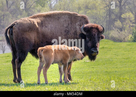 Female American bison (Bison bison) with a calf, Neal Smith National Wildlife Reserve, Iowa, USA. Stock Photo