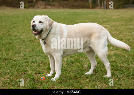 Issaquah, Washington, USA.  6 year old English Yellow Labrador, Murphy, standing in a park after some active play time. (PR) Stock Photo