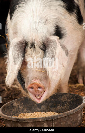 Carnation, Washington, USA.  Front view of a Gloucestershire Old Spot pig eating. (PR) Stock Photo