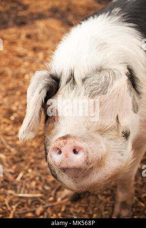 Carnation, Washington, USA.  Front view of a Gloucestershire Old Spots pig. (PR) Stock Photo