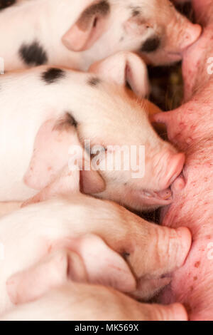 Carnation, Washington, USA.  Gloucester Old Spot piglets nursing. (PR) Stock Photo