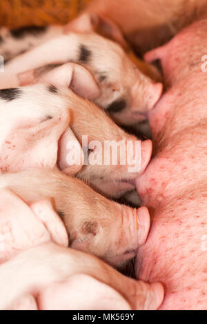 Carnation, Washington, USA.  Gloucester Old Spot piglets nursing. (PR) Stock Photo