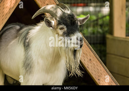Issaquah, Washington, USA.  Adult African Pygmy Goat. This simple v-shaped shelter in their pen provides protection from the elements. Stock Photo