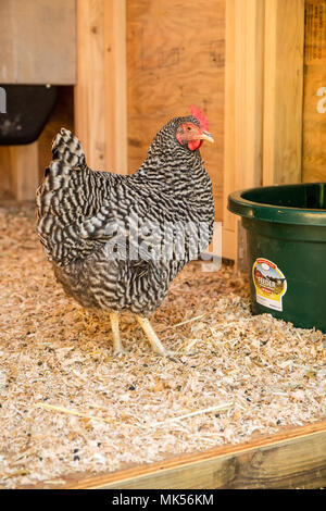 Issaquah, Washington, USA.  Barred Plymouth Rock hen in front of a barn. (PR) Stock Photo