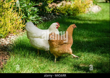 Issaquah, Washington, USA.  Free-ranging chickens White Plymouth Rock 'Zoe' and Buff Orpington 'Cutie' walking across a lawn. Stock Photo