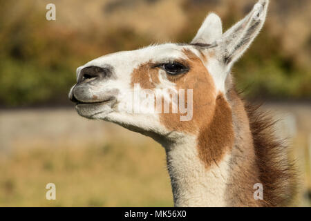 Leavenworth, Washington, USA.  Alpaca portrait at the Purple Crayon Ranch. (PR) Stock Photo